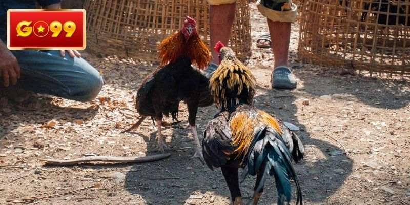 Các cách soi kê chiến tiềm năng cho newbie