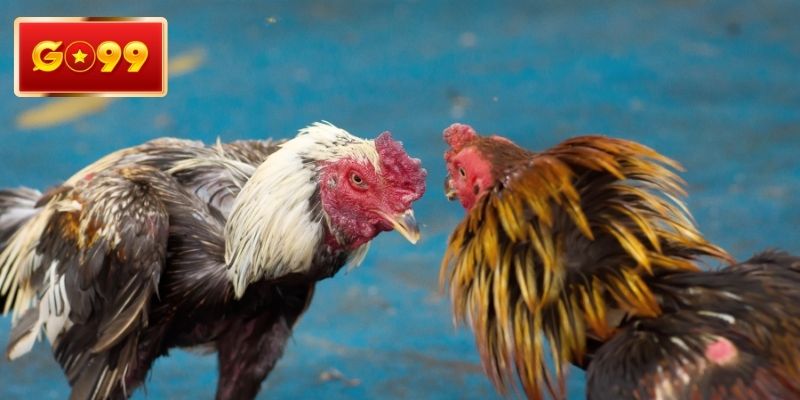 Cùng xem gà mỹ đá cực cuốn