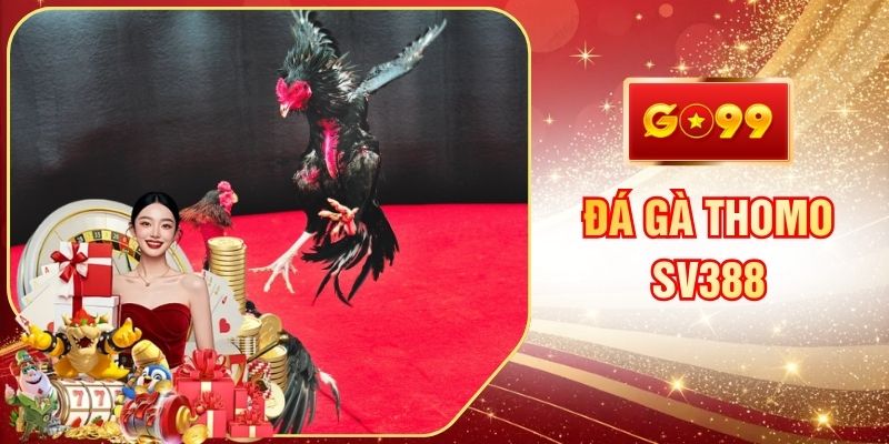 Đá Gà Thomo Uy Tín Hàng Đầu Cho Mọi Hội Viên GO99