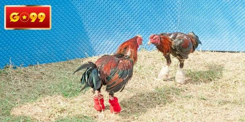Đánh giá kê chiến tiềm năng qua ngoại hình
