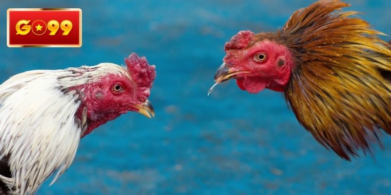 Phân tích về các giống kê chiến hiện đại
