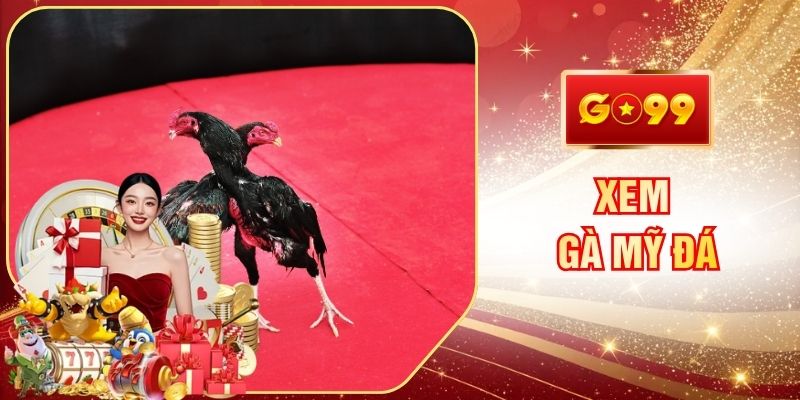 Xem Gà Mỹ Đá Những Đòn Cáo Đẹp Mắt Từ Các Chiến Kê GO99